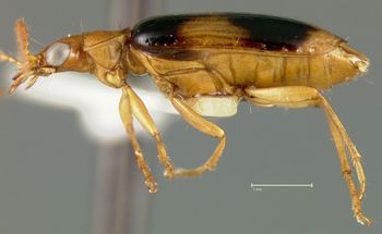 Media type: image;   Entomology 23525 Aspect: habitus lateral view